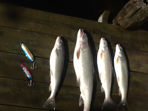 fish and lures
